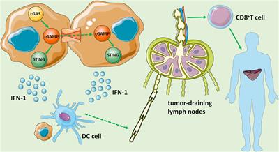 cGAS-STING Signaling Pathway and Liver Disease: From Basic Research to Clinical Practice